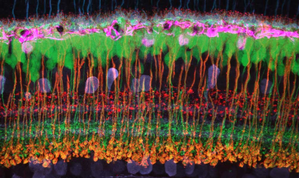 Retina Cell Types